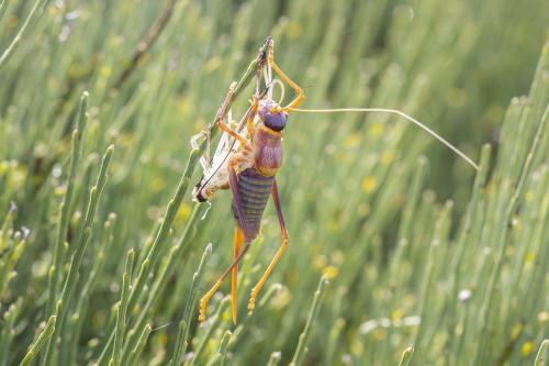 Ephippiger diurnus diurnus